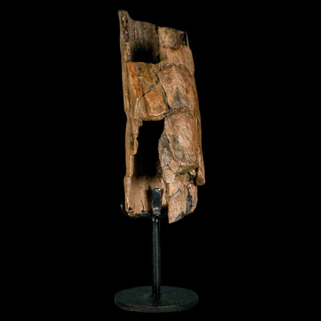 5.2" Thescelosaurus Fossil Tibia Bone Cretaceous Dinosaur Hell Creek MT COA Stand