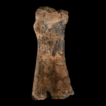 14.4" Triceratops Fossil Fibula Bone Hell Creek FM Cretaceous Dinosaur MT COA Stand