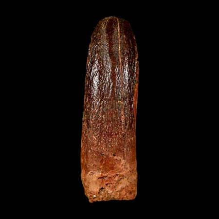 1.9" Rebbachisaurus Sauropod Fossil Tooth Early Cretaceous Dinosaur COA