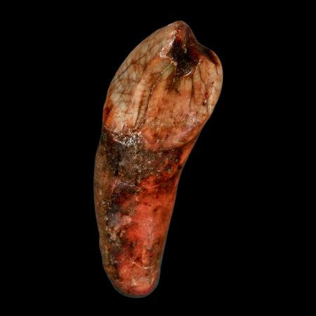 1.8" Extinct Cave Bear Ursus Spelaeus Incisor Tooth Rooted Pleistocene Age COA, Stand