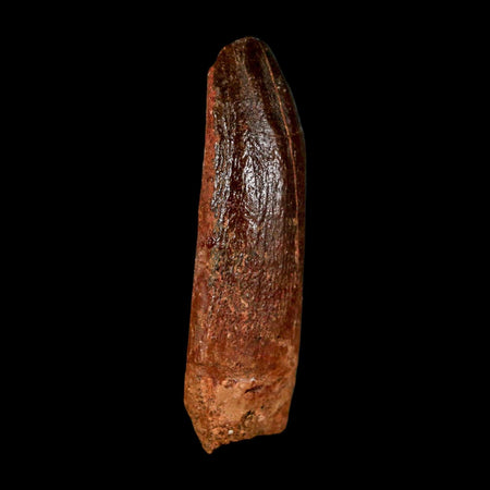1.9" Rebbachisaurus Sauropod Fossil Tooth Early Cretaceous Dinosaur COA
