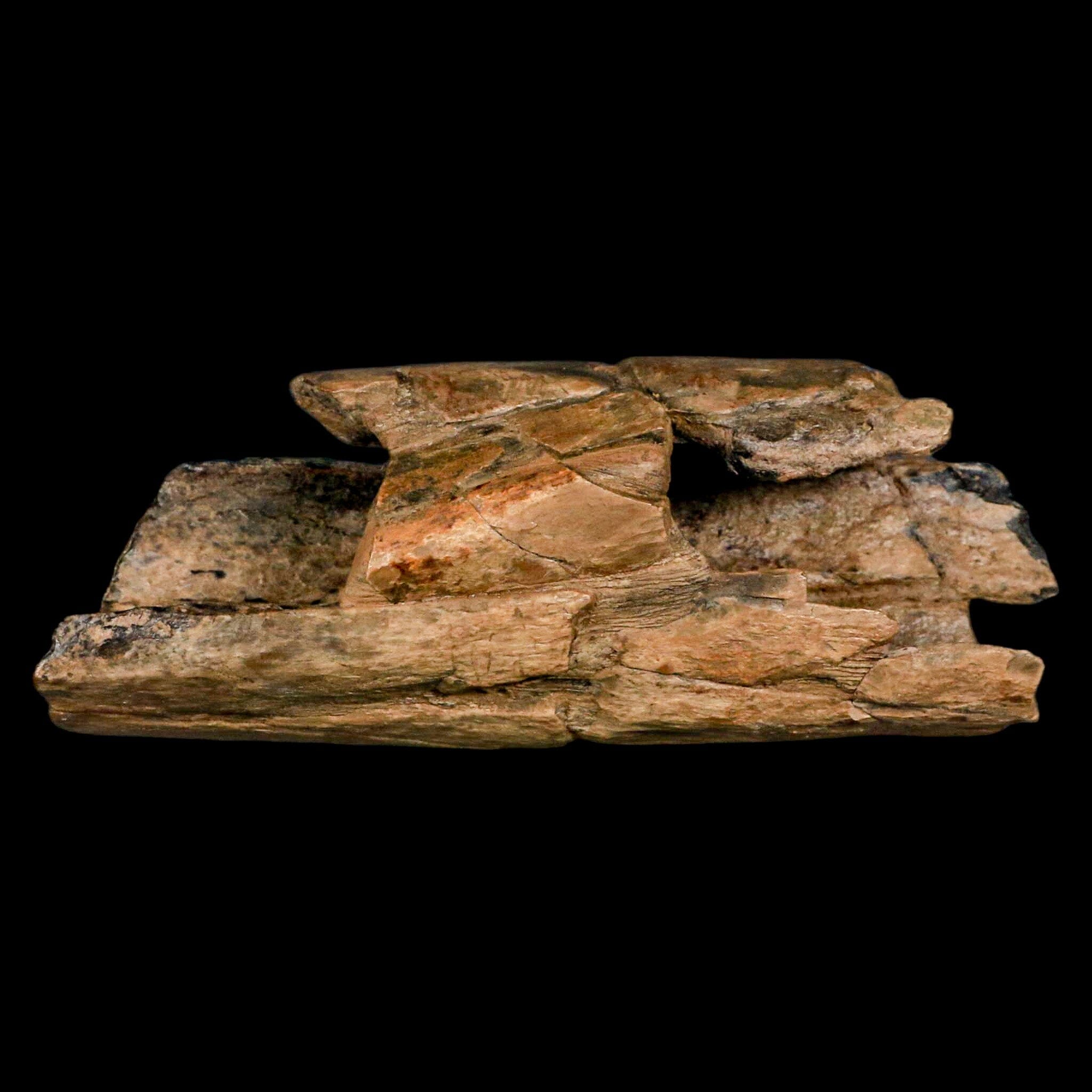 5.2" Thescelosaurus Fossil Tibia Bone Cretaceous Dinosaur Hell Creek MT COA Stand - Fossil Age Minerals