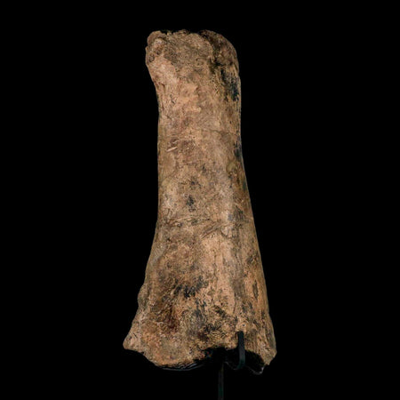 14.4" Triceratops Fossil Fibula Bone Hell Creek FM Cretaceous Dinosaur MT COA Stand