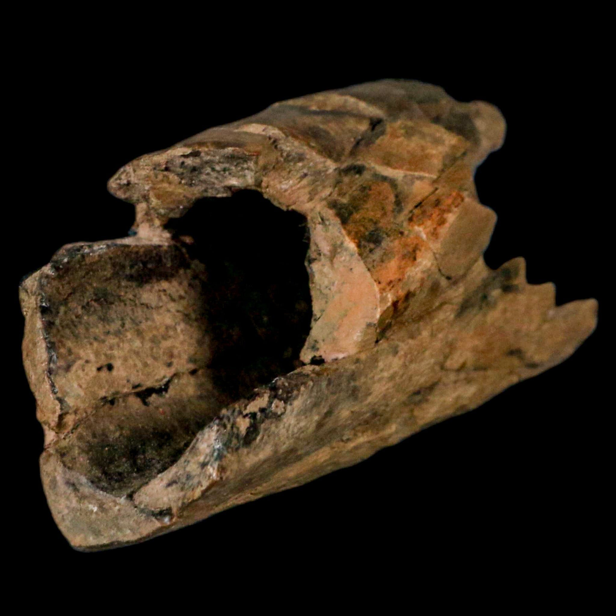 5.2" Thescelosaurus Fossil Tibia Bone Cretaceous Dinosaur Hell Creek MT COA Stand - Fossil Age Minerals