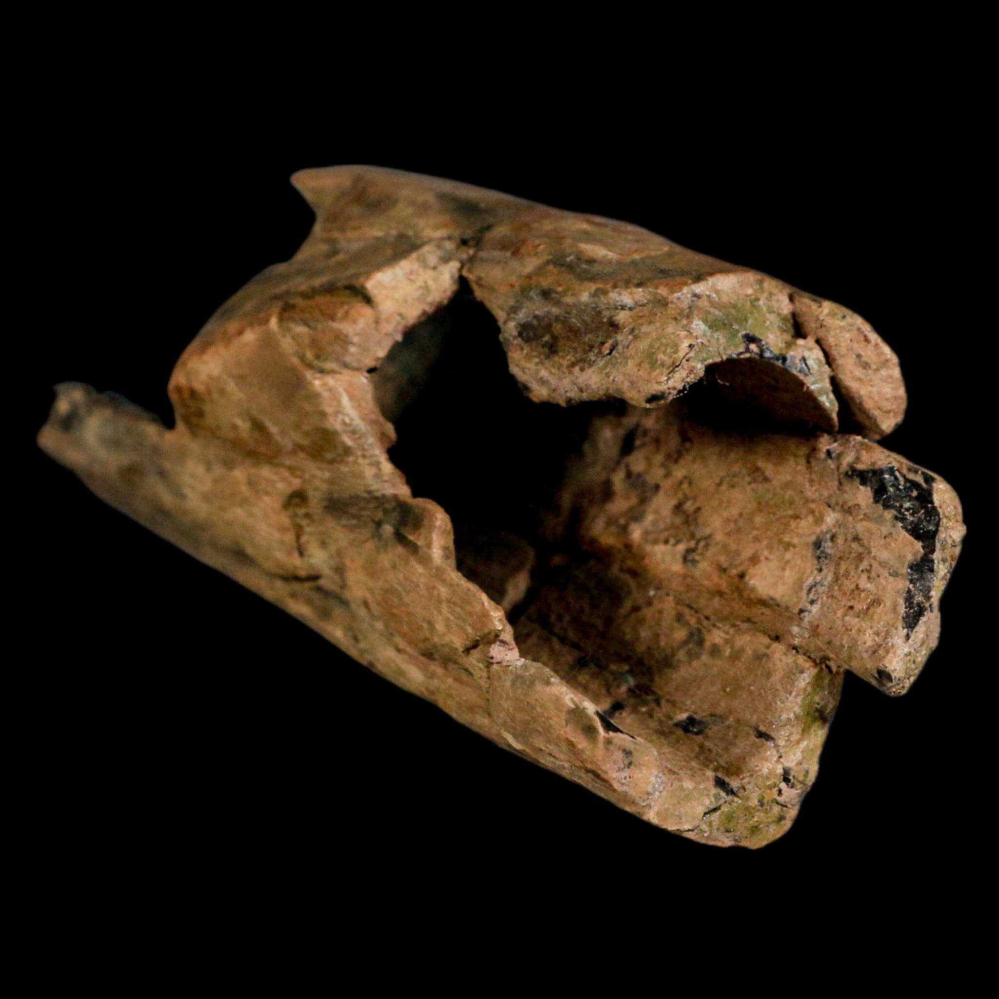 5.2" Thescelosaurus Fossil Tibia Bone Cretaceous Dinosaur Hell Creek MT COA Stand - Fossil Age Minerals