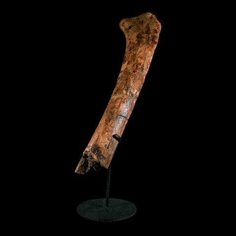 13.2" Edmontosaurus Fossil Rib Hell Creek FM Cretaceous Dinosaur MT COA Stand - Fossil Age Minerals