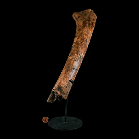 13.2" Edmontosaurus Fossil Rib Hell Creek FM Cretaceous Dinosaur MT COA Stand - Fossil Age Minerals