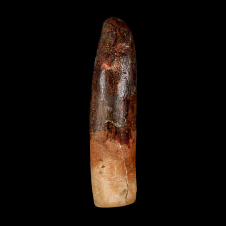 XL 2.3" Rebbachisaurus Sauropod Fossil Tooth Early Cretaceous Dinosaur COA