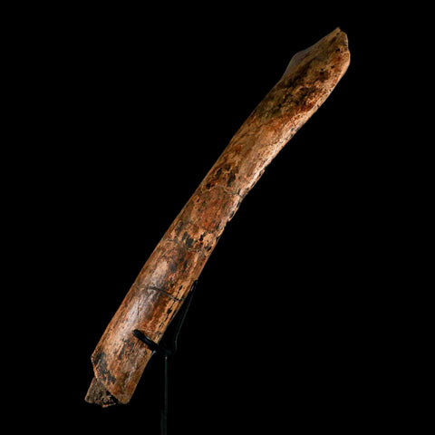 13.2" Edmontosaurus Fossil Rib Hell Creek FM Cretaceous Dinosaur MT COA Stand - Fossil Age Minerals