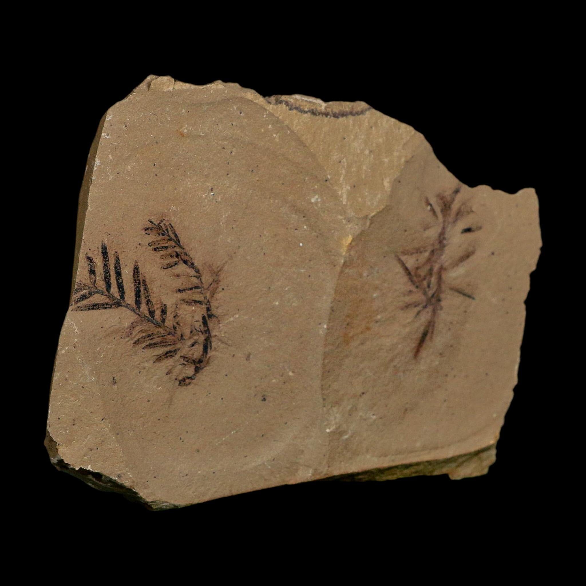 2 Two Detailed Fossil Plant Leafs Metasequoia Dawn Redwood Oligocene Age MT COA - Fossil Age Minerals