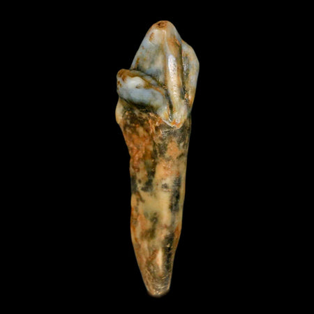 1.8" Extinct Cave Bear Ursus Spelaeus Incisor Tooth Rooted Pleistocene Age COA, Stand