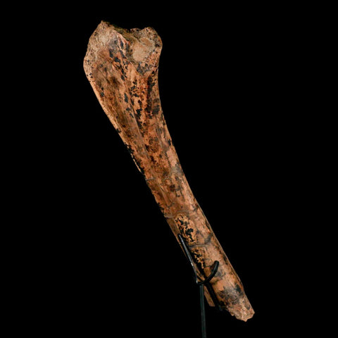 13.2" Edmontosaurus Fossil Rib Hell Creek FM Cretaceous Dinosaur MT COA Stand - Fossil Age Minerals