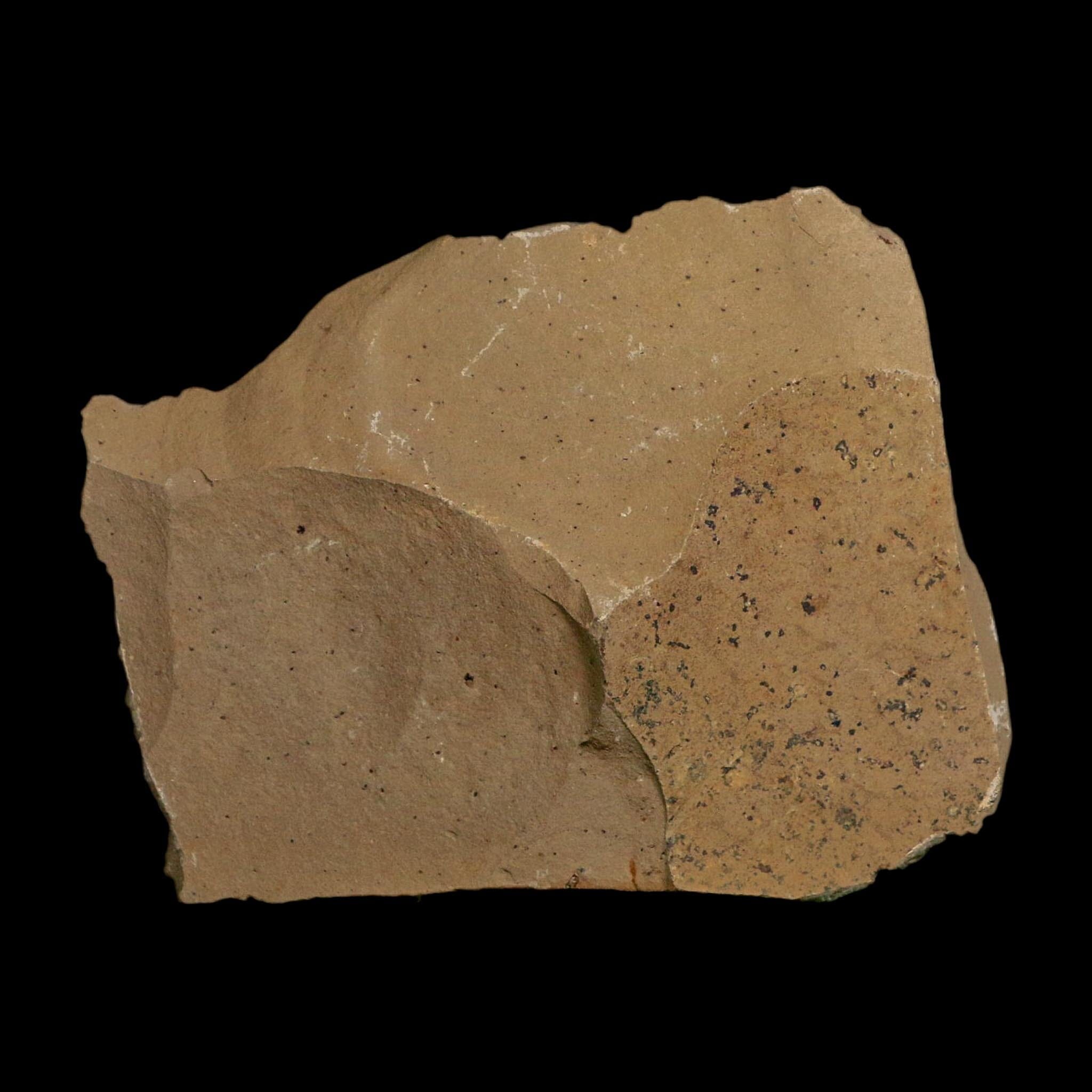2 Two Detailed Fossil Plant Leafs Metasequoia Dawn Redwood Oligocene Age MT COA - Fossil Age Minerals