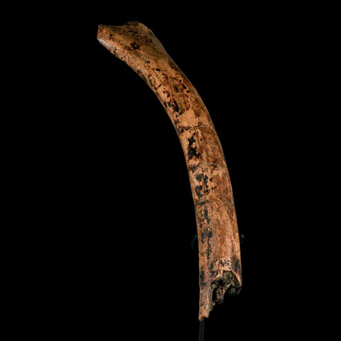 13.2" Edmontosaurus Fossil Rib Hell Creek FM Cretaceous Dinosaur MT COA Stand - Fossil Age Minerals