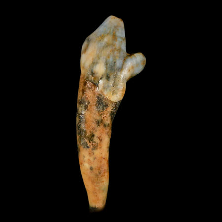 1.8" Extinct Cave Bear Ursus Spelaeus Incisor Tooth Rooted Pleistocene Age COA, Stand