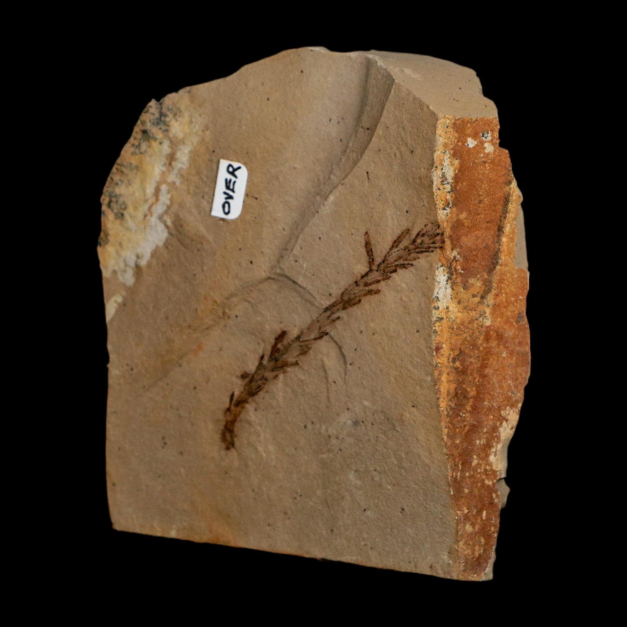 2 Two Detailed Fossil Plant Leafs Metasequoia Dawn Redwood Oligocene Age MT COA - Fossil Age Minerals