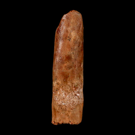 1.5" Rebbachisaurus Sauropod Fossil Tooth Early Cretaceous Dinosaur COA Display