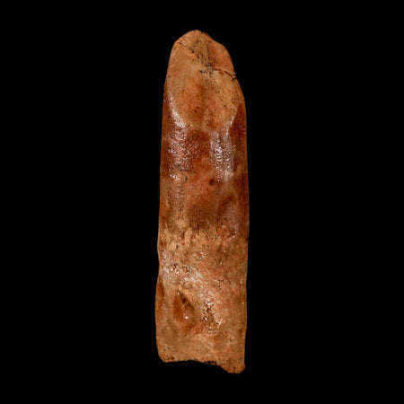 1.5" Rebbachisaurus Sauropod Fossil Tooth Early Cretaceous Dinosaur COA Display