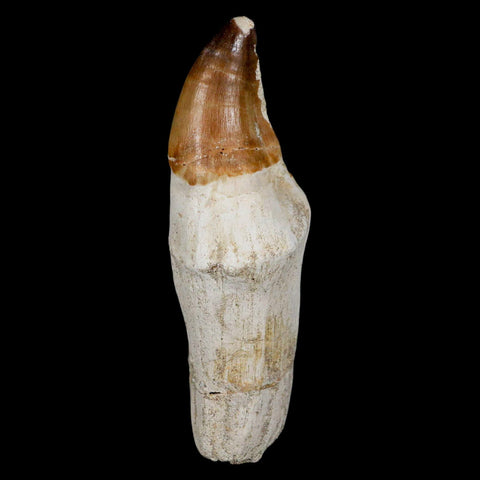 XL 4.8" Mosasaur Prognathodon Fossil Tooth Rooted Cretaceous Dinosaur Era COA - Fossil Age Minerals