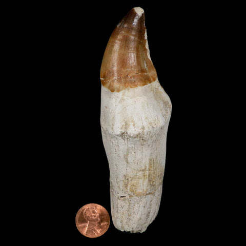 XL 4.8" Mosasaur Prognathodon Fossil Tooth Rooted Cretaceous Dinosaur Era COA - Fossil Age Minerals