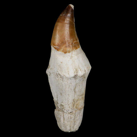XL 4.8" Mosasaur Prognathodon Fossil Tooth Rooted Cretaceous Dinosaur Era COA - Fossil Age Minerals