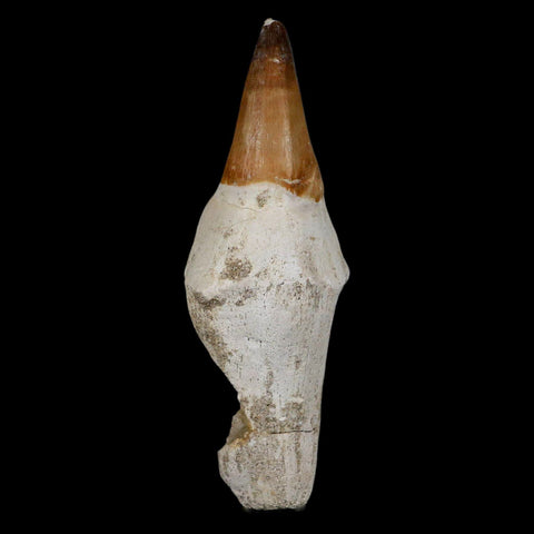 XL 4.8" Mosasaur Prognathodon Fossil Tooth Rooted Cretaceous Dinosaur Era COA - Fossil Age Minerals