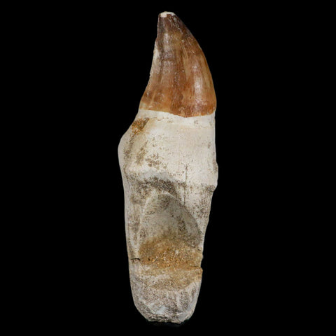 XL 4.8" Mosasaur Prognathodon Fossil Tooth Rooted Cretaceous Dinosaur Era COA - Fossil Age Minerals