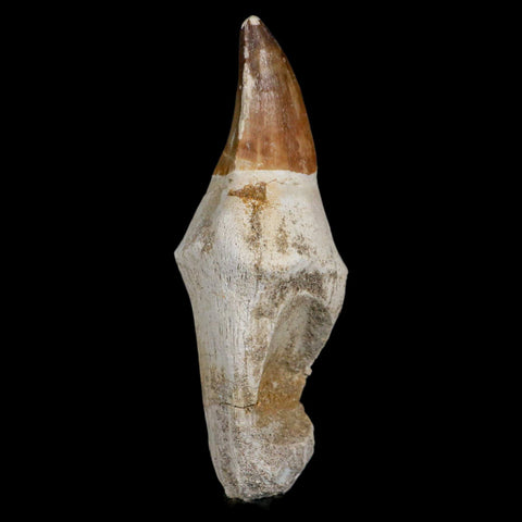 XL 4.8" Mosasaur Prognathodon Fossil Tooth Rooted Cretaceous Dinosaur Era COA - Fossil Age Minerals