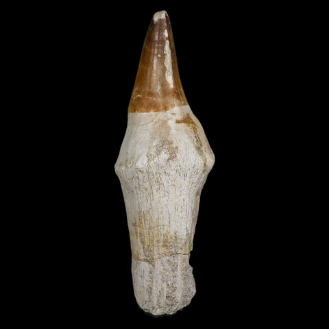 XL 4.8" Mosasaur Prognathodon Fossil Tooth Rooted Cretaceous Dinosaur Era COA - Fossil Age Minerals