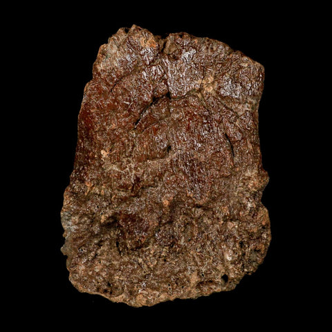 5.1" Ichthyosaurus Fossil Bone Section Dorset England Jurassic Marine Reptile COA