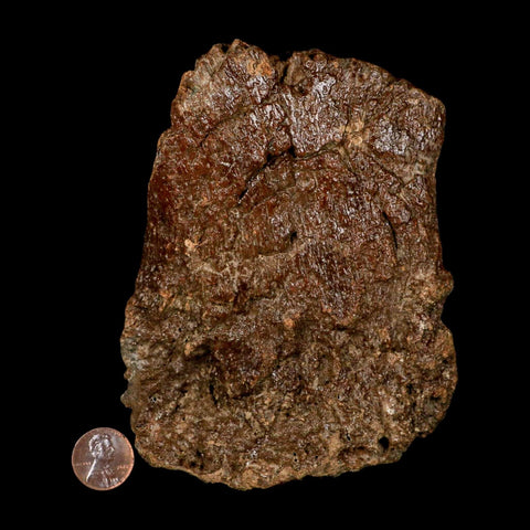 5.1" Ichthyosaurus Fossil Bone Section Dorset England Jurassic Marine Reptile COA