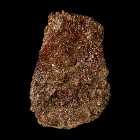 5.1" Ichthyosaurus Fossil Bone Section Dorset England Jurassic Marine Reptile COA