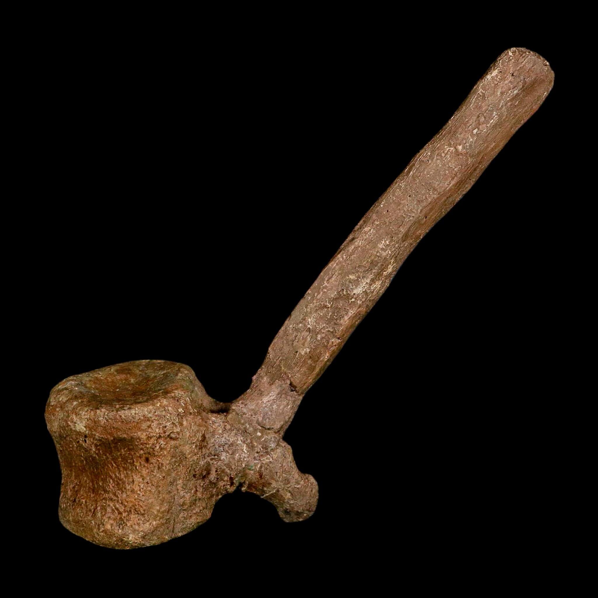 6.6" Edmontosaurus Fossil Vertebrae Hell Creek FM Cretaceous Dinosaur MT COA Stand - Fossil Age Minerals