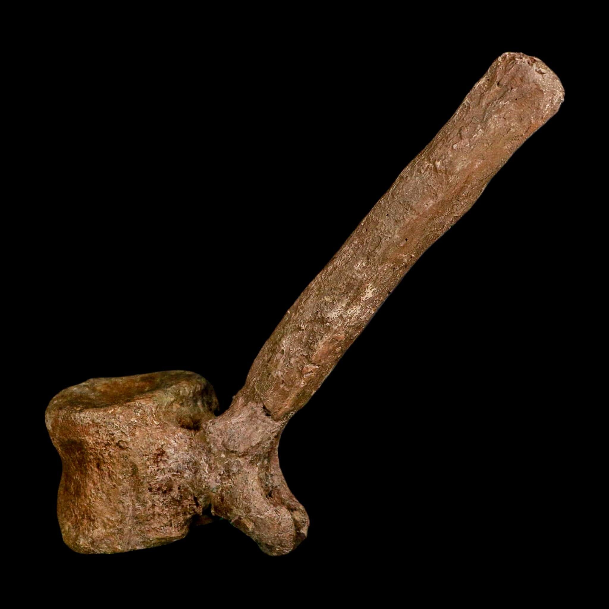 6.6" Edmontosaurus Fossil Vertebrae Hell Creek FM Cretaceous Dinosaur MT COA Stand - Fossil Age Minerals