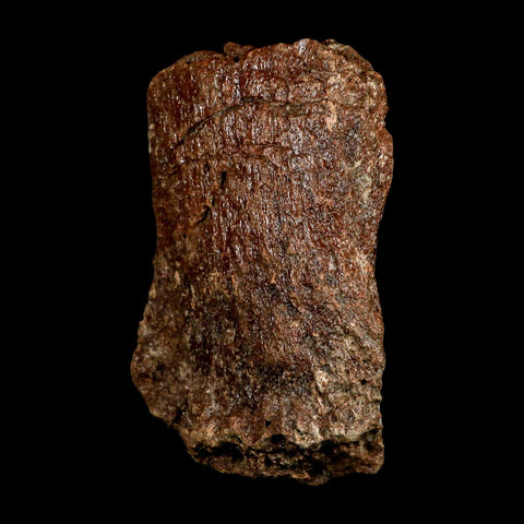 5.1" Ichthyosaurus Fossil Bone Section Dorset England Jurassic Marine Reptile COA