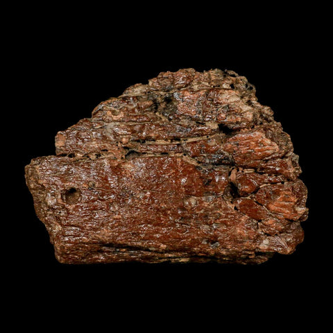 6.1" Ichthyosaurus Fossil Bone Section Dorset England Jurassic Marine Reptile COA