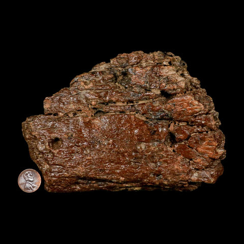 6.1" Ichthyosaurus Fossil Bone Section Dorset England Jurassic Marine Reptile COA