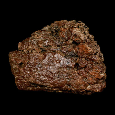 6.1" Ichthyosaurus Fossil Bone Section Dorset England Jurassic Marine Reptile COA