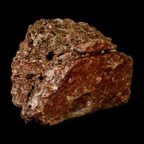 6.1" Ichthyosaurus Fossil Bone Section Dorset England Jurassic Marine Reptile COA