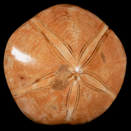 74MM Pygurus Marmonti Sea Urchin Fossil Sand Dollar Jurassic Age Madagascar