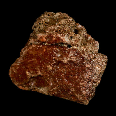 6.1" Ichthyosaurus Fossil Bone Section Dorset England Jurassic Marine Reptile COA