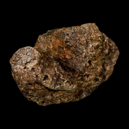 5.6" Ichthyosaurus Fossil Bone Section Dorset England Jurassic Marine Reptile COA