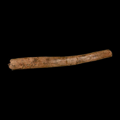 14.2" Triceratops Fossil Rib Bone Hell Creek FM Cretaceous Dinosaur Montana COA - Fossil Age Minerals