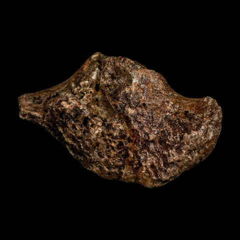 5.6" Ichthyosaurus Fossil Bone Section Dorset England Jurassic Marine Reptile COA