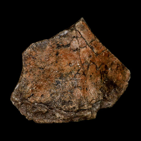 5.7" Ichthyosaurus Fossil Bone Section Dorset England Jurassic Marine Reptile COA