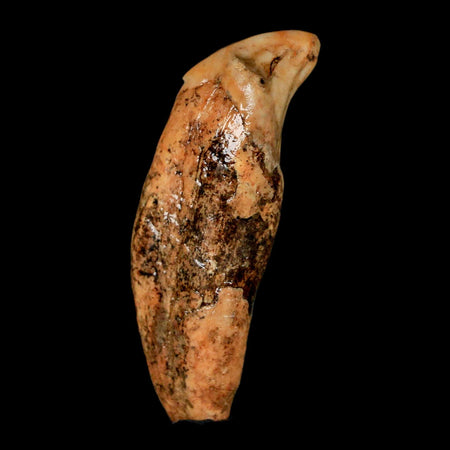 2" Extinct Cave Bear Ursus Spelaeus Incisor Tooth Rooted Pleistocene Age COA, Stand