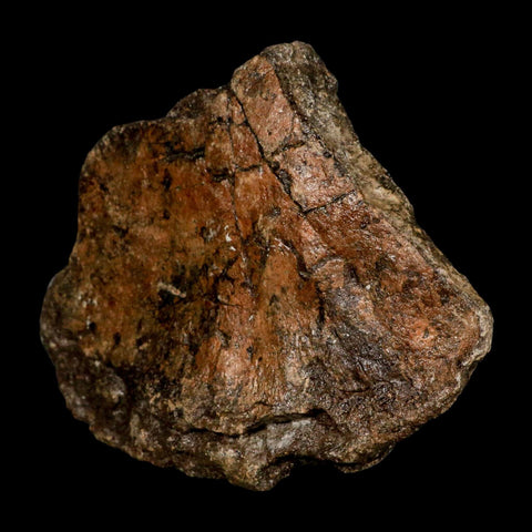 5.7" Ichthyosaurus Fossil Bone Section Dorset England Jurassic Marine Reptile COA