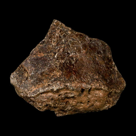 5.7" Ichthyosaurus Fossil Bone Section Dorset England Jurassic Marine Reptile COA