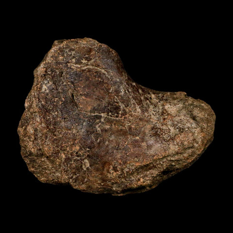 4.2" Ichthyosaurus Fossil Bone Section Dorset England Jurassic Marine Reptile COA