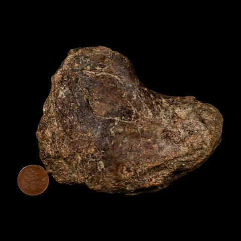 4.2" Ichthyosaurus Fossil Bone Section Dorset England Jurassic Marine Reptile COA